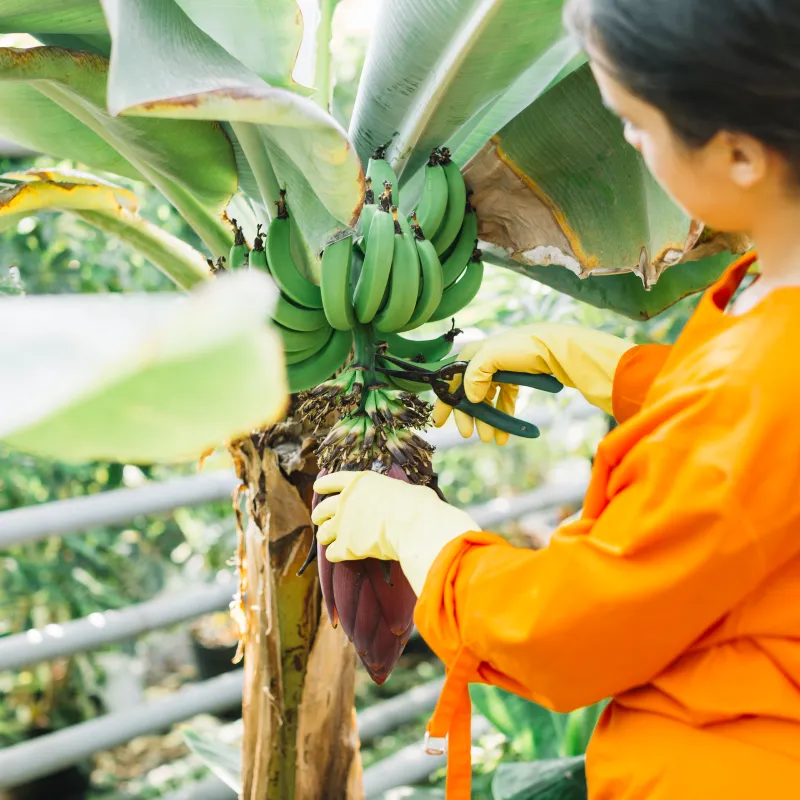 Dans l’agriculture, le Groupe Pierre de Reynal s’engage pour le développement durable, en soutenant des pratiques innovantes pour une production responsable et respectueuse de l’environnement.