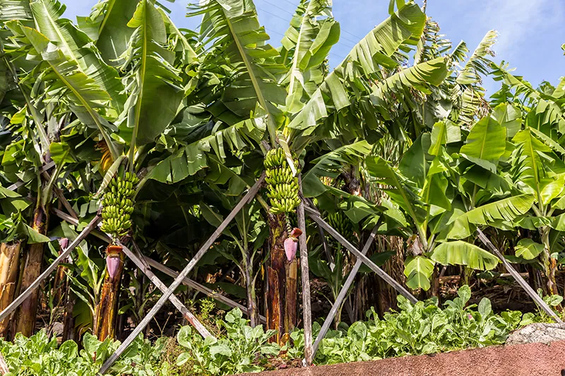 Les terres volcaniques de la Martinique, riches et fertiles, permettent une culture responsable et respectueuse de l’environnement, garantissant des produits de qualité.