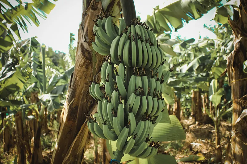 Un goût unique, résultat d’un savoir-faire transmis de génération en génération, pour offrir une banane d’exception, reconnue pour sa qualité et sa saveur incomparable.