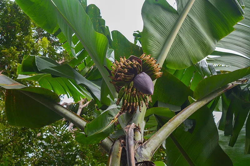 Fruit du dragon : symbole d'une agriculture innovante, d'une diversification réussie et d'une vision tournée vers l'avenir.