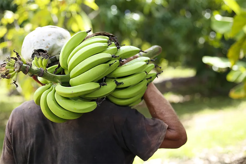 La banane, symbole de la vitalité économique de la Martinique, joue un rôle essentiel dans le développement agricole et l'exportation des produits locaux.